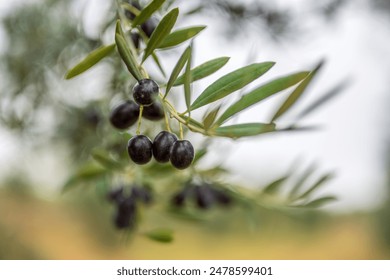 A detailed close-up of fresh black olives on a tree branch in the province of Sevilla, Spain. Natural and organic produce in a picturesque setting. - Powered by Shutterstock