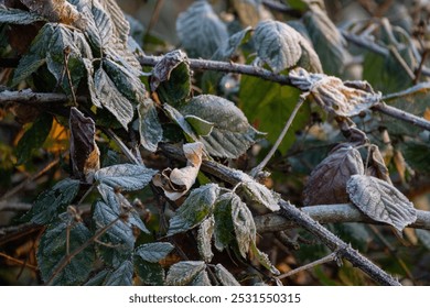 A detailed closeup of frosted leaves and branches that beautifully captures the enchanting beauty of winters touch - Powered by Shutterstock