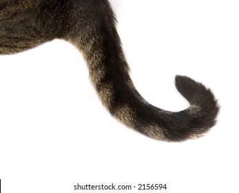 Detailed Close-up Of A Fur On A Tabby Cat Tail Making A Nice Curl. Isolated On White Background.