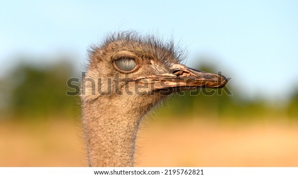 detailed close-up of the head of an\
ostrich with protective closed nictitating membrane of the right\
eye in the evening sun of a summer August\
day