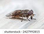 Detailed close-up of horsefly side view sitting on a wooden board