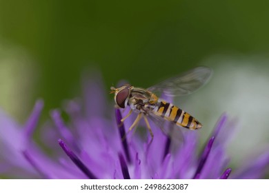 detailed close-up of a hoverfly, vibrant background, knapweed bloom, hoverfly on a knapweed flower, - Powered by Shutterstock