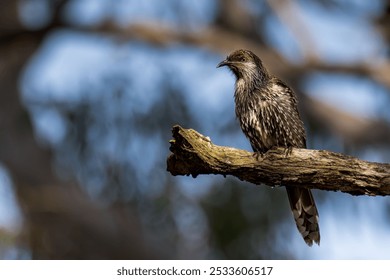 A detailed close-up of a Little Wattle Bird perched on a tree branch with a blurred background - Powered by Shutterstock