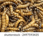 A detailed close-up of live mealworms, showcasing their segmented bodies and striped patterns.