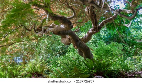 detailed closeup of a long established and mature Japanese Maple tree - Shutterstock ID 2187726937