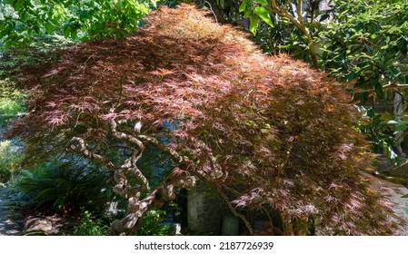 detailed closeup of a long established and mature Japanese Maple tree - Shutterstock ID 2187726939