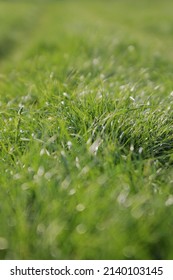 Detailed closeup of a meadow with a narrow focal distance blurry foreground and blurry background