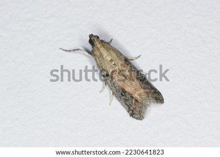 Detailed closeup of moth whose caterpillars eat food supplies, insect sitting on wall.