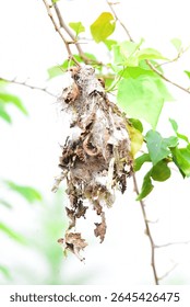 A detailed close-up of a bird’s nest hanging from a branch, made from dry leaves, plant fibers, and spider webs, showcasing the creativity of birds in nest building