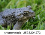 Detailed closeup on an adult Western toad, Anaxyrus or Bufo boreas sitting on the grass