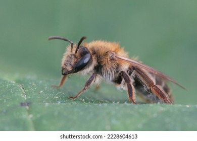Detailed closeup on a brown hairy female Closeup shot Mellow miner mining bee, Andrena mitis, sitting on a green leaf - Shutterstock ID 2228604613
