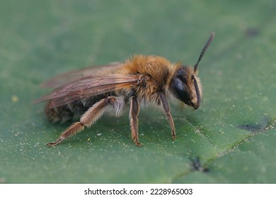 Detailed closeup on a brown hairy female Closeup shot Mellow miner mining bee, Andrena mitis, sitting on a green leaf - Shutterstock ID 2228965003