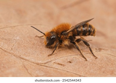 Detailed closeup on a brown hairy male Jersey mason bee, Osmia niveata, sitting on a dried leaf - Powered by Shutterstock