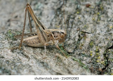 Cricket brown