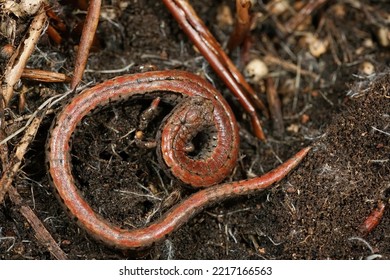 Detailed Closeup On A California Slender Salamander, Batrachoseps Attenuates, Curled Up In The Ground