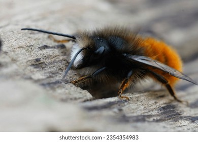Detailed closeup on a colorful black and orange fluffy male, European orchard mason solitary bee, Osmia cornuta sitting on wood