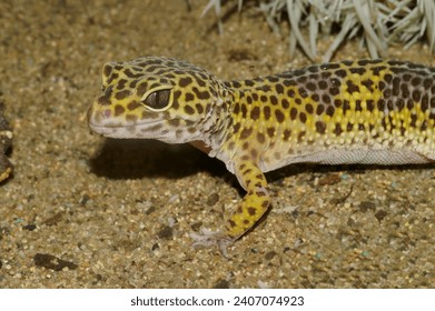 Cierre detallado de un colorido y común gecko de leopardo, Eublepharis macularius en un terrario