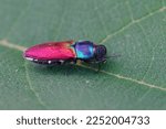 Detailed closeup on a colorful European Mediterranean jewel beetle Anthaxia ignipennis sitting on a green leaf