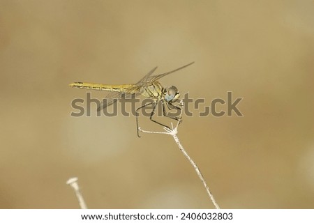Detailed closeup on a colorful female Red-veined darter, Sympetrum fonscolombii, on a plant against lightbrown blurred background