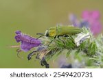 Detailed closeup on a colorful jewel beetle from the Gard, Anthaxia hungarica sitting on a purple Echium flower