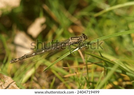 Detailed closeup on a Common bluet damselfly, Enallagma cyathigerum, perched in the vegetation