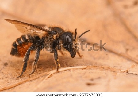 Similar – Image, Stock Photo Bee on willowherb