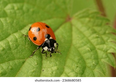 Detailed closeup on the cute red Seven-spotted Ladybird, Coccinella septempunctata sitting on a green leaf