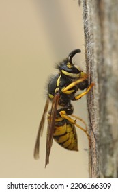 Detailed Closeup On A European Common Yellow Jacket Paperwasp , Vespula Vulgaris Collecting Wood For The Building Of The Nest