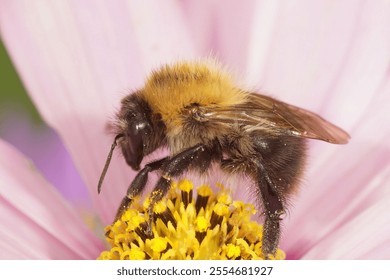 Detailed closeup on the European common brown striped carder bee, Bombus pascuorum on a pink Cosmos flower - Powered by Shutterstock