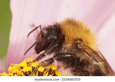 Detailed closeup on the European common brown striped carder bee, Bombus pascuorum on a pink Cosmos flower - Powered by Shutterstock