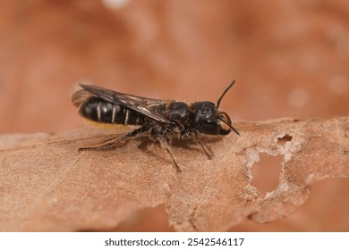 Detailed closeup on a female large scissor bee, Chelostoma florisomne sitting on a dried leaf - Powered by Shutterstock