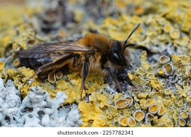 Detailed closeup on a female of the rare large sallow mining bee, Andrena apicata, sitting on a piece of lichen covered wood - Shutterstock ID 2257782341