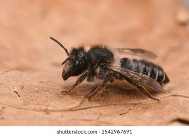 Detailed closeup on a female Willowherb leafcutter bee, Megachile lapponica, sitting with open wings on a dried leaf - Powered by Shutterstock