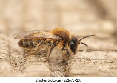 Detailed closeup on a furry brown female Small sallow mining bee, Andrena praecox sitting on wood - Shutterstock ID 2226737237