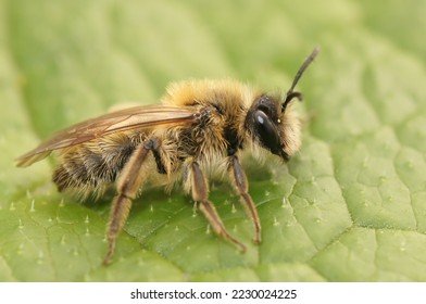 Detailed closeup on a furry brown female Small sallow mining bee, Andrena praecox sitting on a green leaf - Shutterstock ID 2230024225