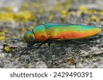 Detailed closeup on a gorgeous metallic green to gold colored jewel beetle , Eurythyrea micans sitting on wood