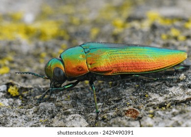 Detailed closeup on a gorgeous metallic green to gold colored jewel beetle , Eurythyrea micans sitting on wood - Powered by Shutterstock