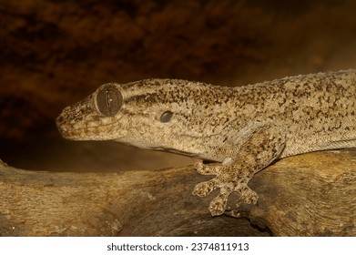 Cierre detallado del Grandier's Velvet Gecko, Blaesodactylus sakalava, sentado en una rama de árbol