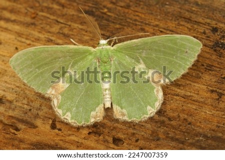 Detailed closeup on the green Blotched emerald geometer moth, Comibaena bajularia, with spread wings