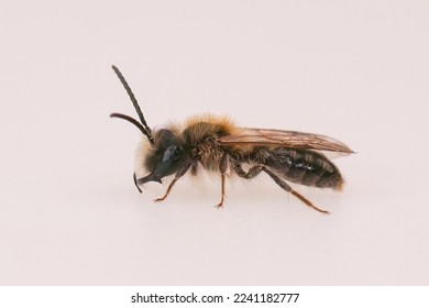 Detailed closeup on a hairy male of the Small Sallow minng bee, Andrena praecox against a white blackground - Shutterstock ID 2241182777