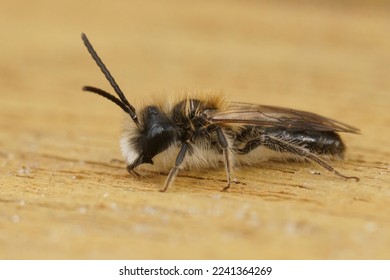 Detailed closeup on a hairy male of the Small Sallow minng bee, Andrena praecox against a white blackground - Shutterstock ID 2241364269