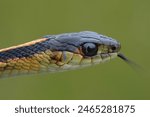 Detailed closeup on the head of a Common garter snake, Tamnophis sirtalis, Crescent city, California