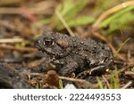 Detailed closeup on a juvenile Western toad , Anaxyrus boreas sitting on green moss