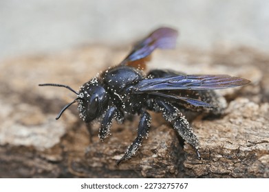 Detailed closeup on a large Mediterranean Carpenter bee, Xylocopa violacea on wood