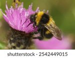 Detailed closeup on a large queen Garden bumblebee, Bombus hortorum sitting on a purple thistle flower