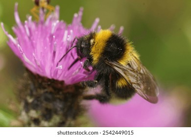 Detailed closeup on a large queen Garden bumblebee, Bombus hortorum sitting on a purple thistle flower - Powered by Shutterstock