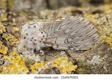 Detailed closeup on the large, white Cerura vinula, the puss moth, sitting on wood