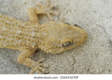 Cierre detallado en un gecko de pared común europeo de color claro, Tarentola mauritanica