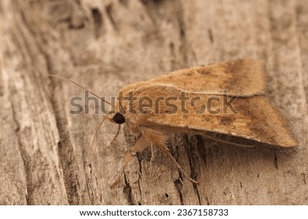 Detailed closeup on a lightbrown Cotton Bollworm owlet moth, Helicoverpa armigera sitting on wood