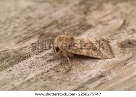 Detailed closeup on the lightbrown rosy rustic potato skin borer owlet moth ,Hydraecia micacea sitting on wood